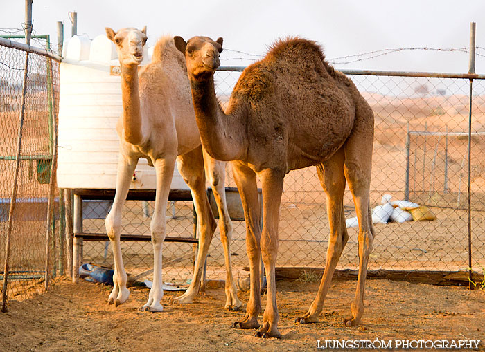 Dubai/Förenade Arabemiraten,mix,,Dubai,Förenade Arabemiraten,Resor,,2011,49134